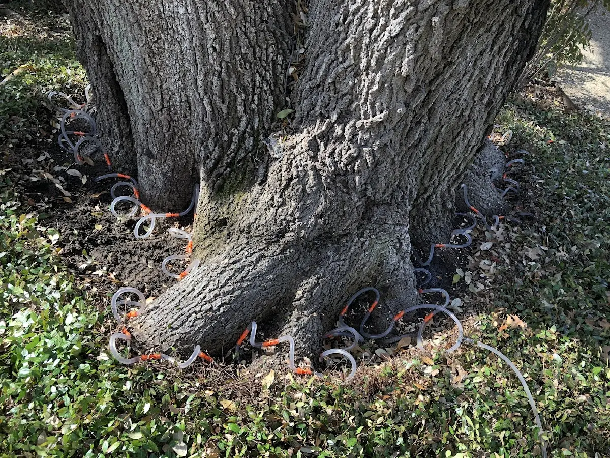 Detailed Tree Cabling and Bracing job site in Bigelow