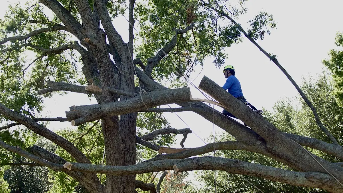 Professional Hazardous Tree Removal performed by certified arborists in Bigelow
